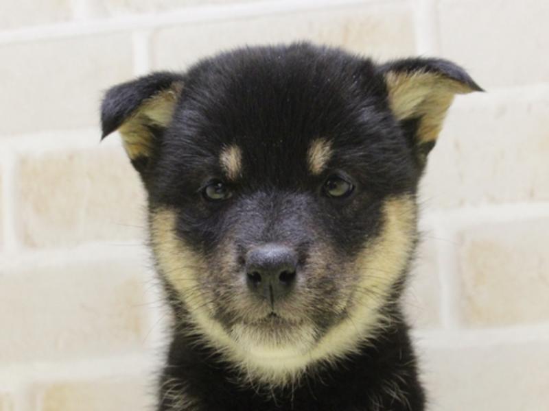千葉犬 千葉県の柴犬の子犬を価格や特徴で探す|ペットショップ探すなら
